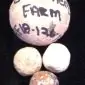Original Civil War Buck-N-Ball Round Recovered At The George Weikert Farm Gettysburg Battlefield