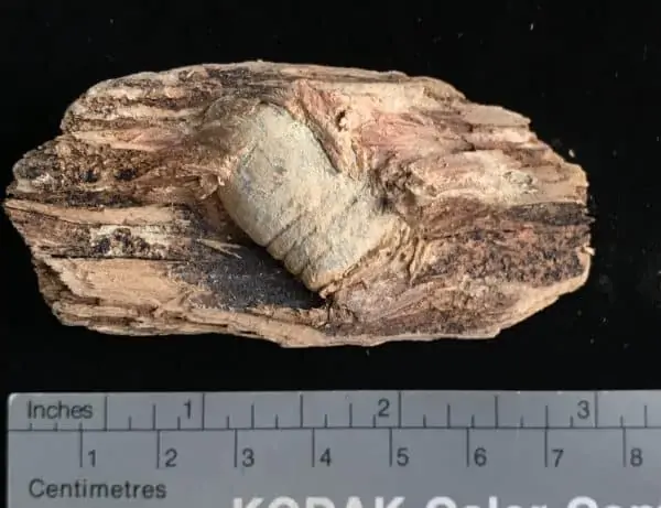 civil war bullet in wood