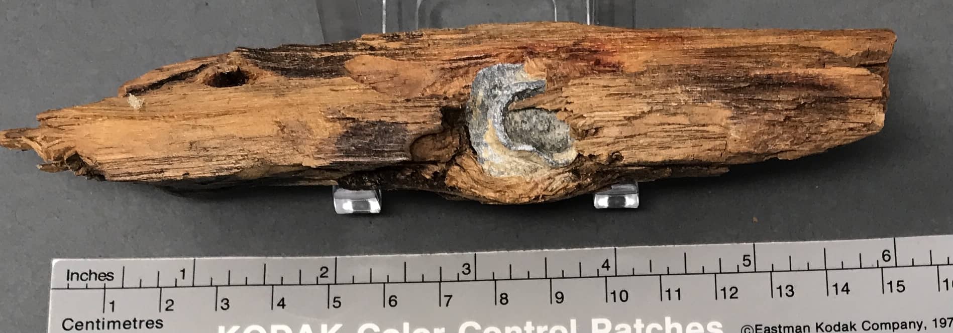 civil war bullet in wood for sale